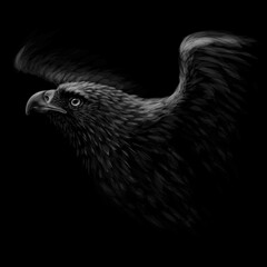A hawk. A black-and-white, graphic portrait of a flying hawk on a black background. Digital vector graphics. 