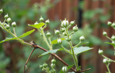 Obraz premium white raspberry flowers in the garden
