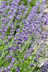 Naklejka premium Purple Lavender flowers background . Lavender field at soft light selective focus