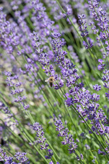 Bees collect nectar on lavender flowers.Selective Focus on Spring insects. Pastel colors background. Soft dreamy feel..