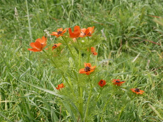 A red flower with a black center in a meadow on a sunny spring day. Adonis blooms naturally.