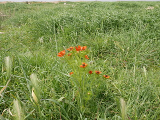 A red flower with a black center in a meadow on a sunny spring day. Adonis blooms naturally.