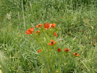 A red flower with a black center in a meadow on a sunny spring day. Adonis blooms naturally.