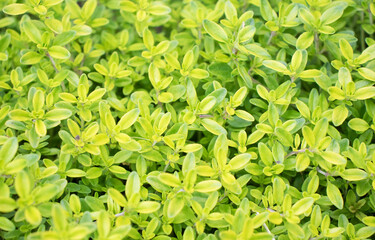 background of living green plants