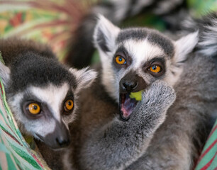 Lemurs eat an apple