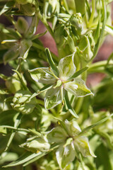 Green flower of the Elkweed