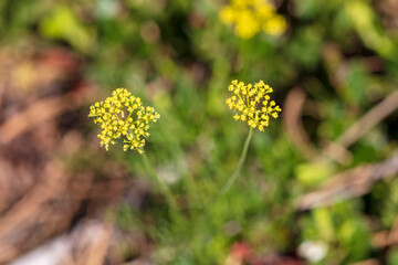 Meadow Zizia flower bloom