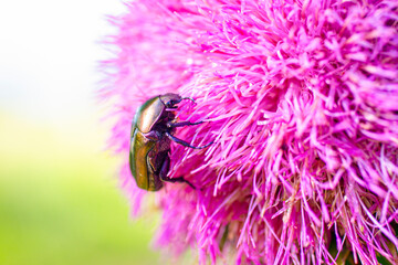 Macro of beautiful iridescent oil green and blue beetle on bright pink donkey thorn flower....