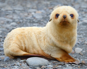 Antarctic Fur Seal pup - blonde morph - South Georgia, South Atlantic 