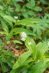 Starry False Lily of the Valley