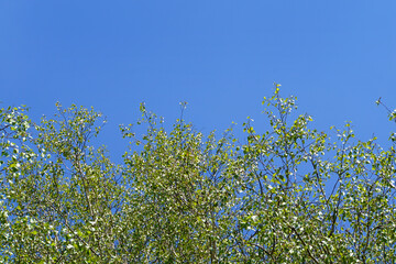 Blue sky on the background of trees.