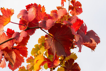 Grape red leaf close-up against the sky. Colorful natural autumn background. Leaves in bright...