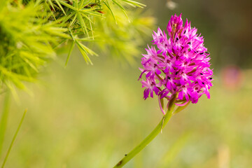 orquídea, flor, salvaje, rosa, morada, color, belleza