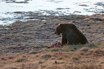 Grizzly bear guarding elk calf kill next to Yellowstone River in the Yellowstone Naitonal Park in Wyoming USA