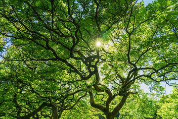 Background of branched green tree with rays of the sunshine. Bottom view. Nature green wood sunlight.