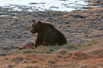 Grizzly bear feeding on elk carcass in the Yellowstone Naitonal Park in Wyoming USA