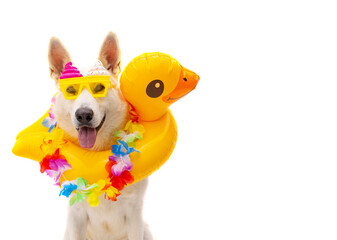 happy dog with sunglasses and swim ring on isolated white background
