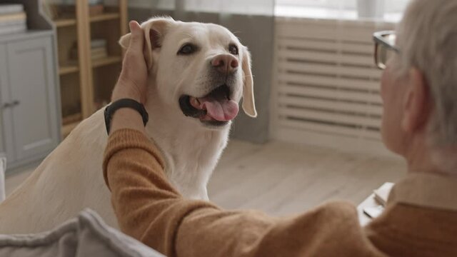 Over-the-shoulder medium slowmo of cute Sand Labrador retriever dog looking at its senior male owner petting his pet gently while sitting on sofa in living room