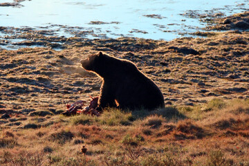 Grizzly bear feeding on elk calf kill next to Yellowstone River in the Yellowstone Naitonal Park in Wyoming USA