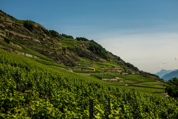 Obraz premium Landscape view of the vineyard of the city of Sion, with blue sky in the background, shot in Sion, Valais, Switzerland