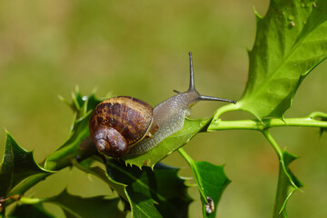 Garden snail (Cornu aspersum) crawling on Holly leaves (Ilex aquifolium). Family land snails (Helicidae). Dutch garden, spring, June	