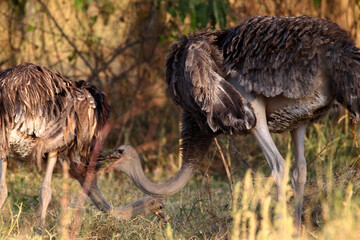 Autruche (struthio camelus)
femelle et son petit