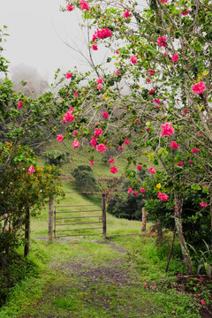 Sendero campestre con un hermoso &aacute;rbol de flores rosadas en un paisaje nubado