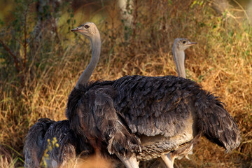 Autruche (struthio camelus)
femelle et son petit