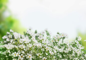 Fototapeta na wymiar Wild flowers on a green sunny spring meadow.