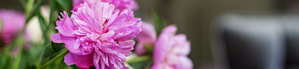 Banner pink peonies in the interior, cozy home, blurred focus