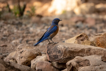 close-up of western bluebird at golden hour