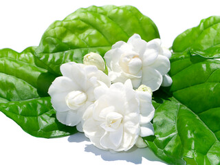 Close up of white jasmine flower with leaf  on white background.