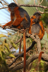 Colobe bai de guin&eacute;e (procolobus badius) en train de s'&eacute;pouiller 