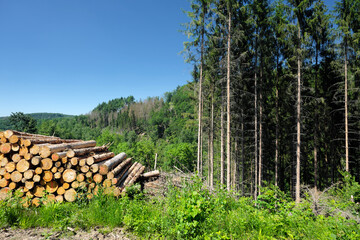 Waldgebiet und Stapel aus Holzstämmen am Wegrand bei Sonnenschein und gesunde und kranke Bäume im...