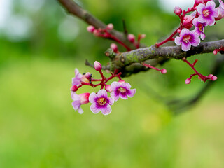 Close up edible flowers of Star fruit.