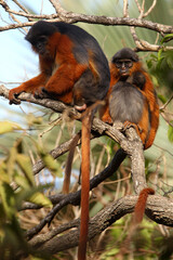 Colobe bai de guinée (procolobus badius) en train de s'épouiller 
