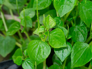 Close up Pellucoid-leaved Pepper plant.