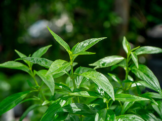 Close up of Kariyat leaves or The Creat plant.