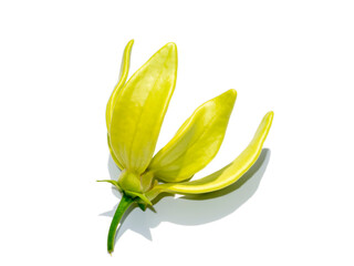 Obraz premium Close up fragrant flowers of climbing ylang-ylang on white background