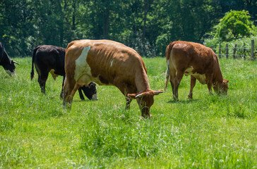 kleine Rinderherde auf der Weide