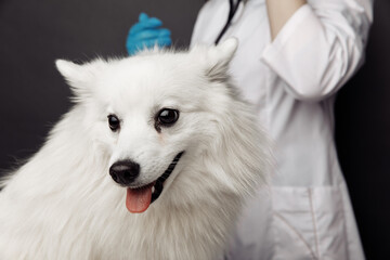 Veterinarian cheks the smiling dog on table in vet clinic on grey background