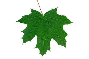 Green maple leaf on white background