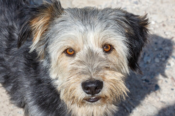 Portrait of a shaggy dog with beautiful eyes.