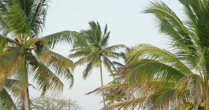 Big Palm trees against blue sky at daytime. Dominican Republic.