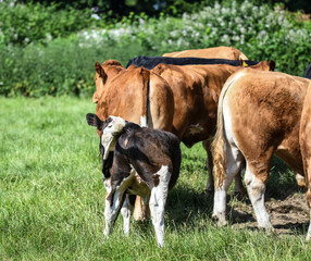 Fototapeta premium kleine Rinderherde auf der Weide