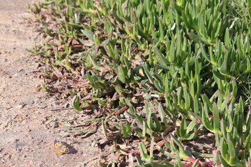 Butterfly on ground