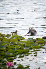 Enten schwimmen an Seerosen vorbei 