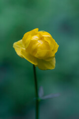 Trollius europaeus by Olterudelva River, Toten, Norway.