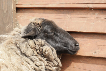 Lazy sheep slumber next to the wall on a sunny day