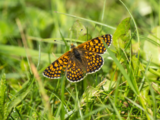 Glanville Fritillary Butterfly Resting.